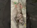 sweet monky baby desi#monkeyvideo#monkeybaby #bandar #monkey