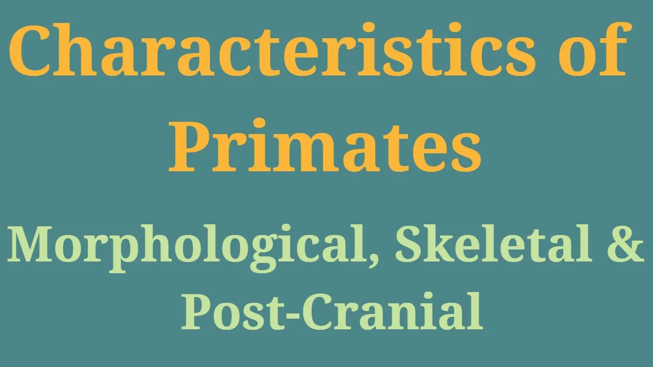 Primate Characteristics UGC Anthropology | Quadrupedalism | Bipedalism | Brachiation