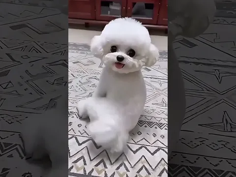 Harami Tomi! 😂🐶