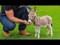 15 Rare Mini Donkey Breeds That Will Melt Your Heart