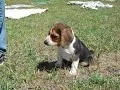 Buy a Pocket Beagle Puppy Tiny Beagles AKC Cute For Sale