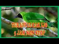Download Lagu TERAPI CUCAK IJO DURASI PANJANG 5 JAM NON STOP
