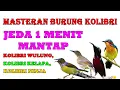 Download Lagu Kicau Kolibri Wulung, Kolibri Kelapa, Kolibri Ninja JEDA 1 MENIT