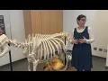 SUNY Cobleskill Ag Tech students preserve a cow skeleton