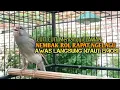 Download Lagu kenari gacor panjang Cuit Cuit EMOSI, Pancingan Kenari Paud Belajar Bunyi, terapi AMPUH Kenari MACET