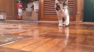 18-14_Hi I am PATCH (sailing ZERO)