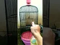 Download Lagu Cara Menjinakkan Burung Sogon #sogokontong #hummingbirds