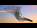 10 Hours Starling Murmuration at Sunset - Soundtrack 1080 SlowTV