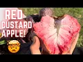 Red Custard Apple