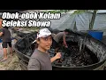 Download Lagu Yang Awam Merapat - Kita Seleksi Ikan Koi Jenis Showa Yuk!
