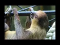 Sloth Sounds Relaxing Noises Cute Calls of Sloths
