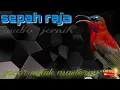 Download Lagu KOLIBRI SEPAH RAJA gacor untuk masteran - audio jernih