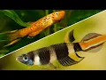 Download Lagu Top 5 Killifish That Every Beginner Should Try
