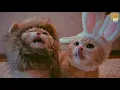 Download Lagu Bawa Sudah   feat  hendrik wrk  Vietsub + Lyric Tik Tok Song