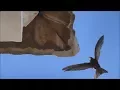 Download Lagu Vencejo común (Apus apus) Common Swift