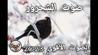 صوت جذب طائر الشحرور لكل صياد ماعم يرد عليه الشحرور الصياد ابو الليل  صوت جذب طائر الشحرور لكل صياد ماعم يرد عليه الشحرور الصياد ابو الليل