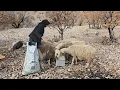 Nomadic life after the rain |Preparing shelter in the mountains |Traditional kebab with goat meat