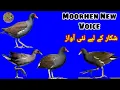 Lagu Moorhen new voice shikar k liye nae awaz || Moorhen call sound || Jal morgi ki awaz