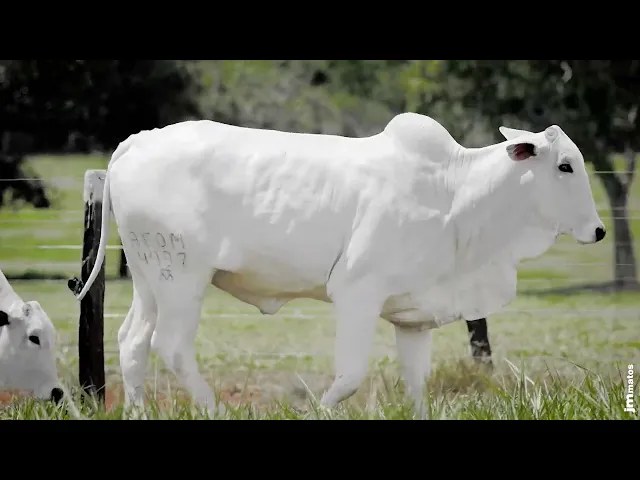 2 Novilhas Nelore P.O.