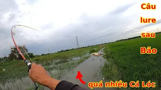 Câu lure sau Bão, hàng đàn Cá Lóc kéo nhau lên Bãi Cỏ săn mồi