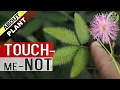 Download Lagu TOUCH ME NOT PLANT at Home | How to Grow Care and Propagate the Mimosa Pudica Plant in English