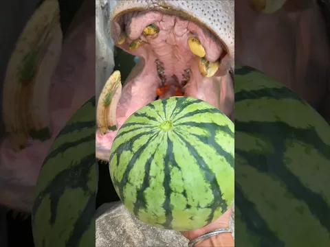اطعام فرس النهر 🥰