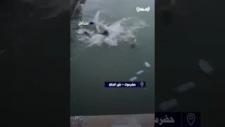 متداول   العثور على جثة غريق مجهول في خور المكلا دندنها
