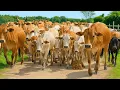 WOW Amazing𓃔𓃔𓃔, A Shepherd herding Healthy Tame Cows Grazing In The Rice Field – (ASMR) Cow Sounds