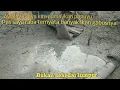 Download Lagu Gak nyangka di dalam kubangan lumpur ini ada ratusan ikan gabus dan ikan papuyu