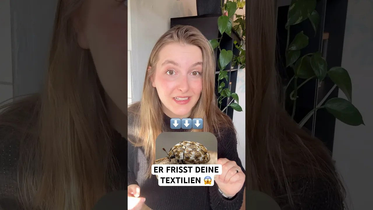 Wollkrautblütenkäfer erkennen & loswerden: So schützt du deine Wohnung vor Käfern und ihren Larven.
