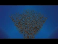 Boid Clustering Simulation in Unity