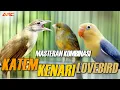 Download Lagu MASTERAN KAPAS TEMBAK GACOR - KENARI - LOVEBIRD