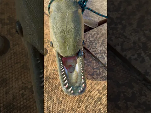 How Is This Fish Still Alive?!