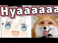 Lagu Fubuki Making Real Fox Noises Sounds Cute and Surprisingly Accurate 【ENG Sub/Hololive】