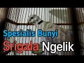 Download Lagu Puter pelung suara ngelik dan srigala gacor dor