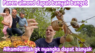 PANEN ALMOND MELIMPAH BANGET TAHUN INI || ALHAMDULILLAH GAK NYANGKA DAPAT SEGINI BANYAK 