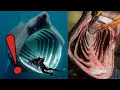 Why Is The Basking Shark s Mouth So Big