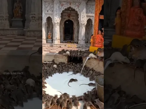 Miracal Mouse Temple Of Maa Durga 🚩😱  #shortvideo