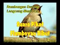 Download Lagu PIKAT FLAMBOYAN RIBUT | PIKAT FLAMBOYAN NYULING MBESET