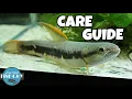 Red Wolf Fish Care Guide