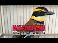 Download Lagu SUARA BURUNG PAOK⁉️ PANCAWARNA GACOR