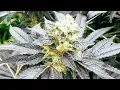 Week 6 Of Flower - GreenPoint seeds LINK TO SEEDS IN DESCRIPTION