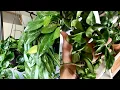 Download Lagu Hoya Houseplant Care Tips \u0026 Tricks! | My Hoya Collection!