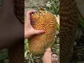 Download Lagu #satisfying #fruit #music #ihavethisthingwithplants #funny #comedy