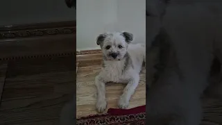 تاکاری از دست رفت بوکی چرا مراقبش نبودی  غذا رسانی  کمک  گربه  هاپو  نزهه حق زندگی   دندنها