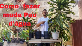 Como fazer muda de Pau D'água(RSTOLENTINO JARDINEIRO)