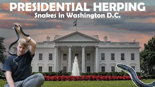 Presidential Herping in Washington DC Finding Snakes in the Capital