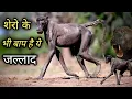 Download Lagu An animal more dangerous than a lion! It can kill a lion in a moment. #baboon #wildlife