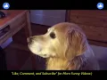 My dogs thought on the current howl chain
