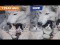 Lagu How 5 Kittens Raised by a Husky Grew Up After One Year